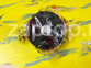 25286-3E001 Ролик приводной Daejin Корея Hyundai Santa Fe